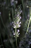 dsd_018459.jpg
