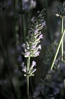 dsd_018461.jpg