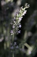 dsd_018464.jpg