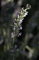 dsd_018465.jpg