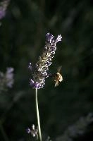 dsd_018473.jpg