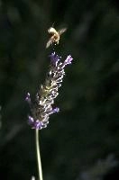 dsd_018477.jpg
