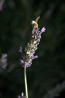 dsd_018480.jpg