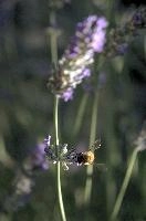 dsd_018492.jpg