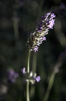 dsd_018498.jpg