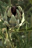 Artichoke, null