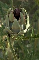 Artichoke, null