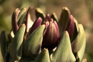 Artichoke,  artichokes ripening in tuscan kitchen garden