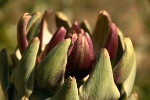 Artichoke,  artichokes ripening in tuscan kitchen garden