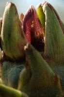 Artichoke,  artichokes ripening in tuscan kitchen garden