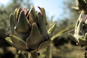 Artichoke,  artichokes ripening in tuscan kitchen garden