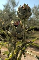 Artichoke,  artichokes ripening in tuscan kitchen garden