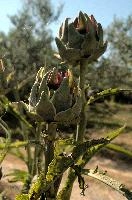 Artichoke,  artichokes ripening in tuscan kitchen garden