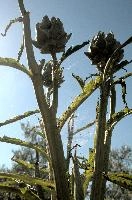 Artichokes,  artichokes ripening in tuscan kitchen garden