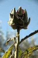 Artichoke,  artichokes ripening in tuscan kitchen garden