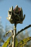 Artichoke,  artichokes ripening in tuscan kitchen garden