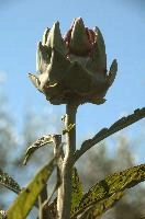 Artichoke,  artichokes ripening in tuscan kitchen garden