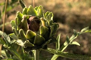 Artichoke,  artichokes ripening in tuscan kitchen garden