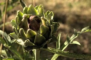 Artichoke,  artichokes ripening in tuscan kitchen garden