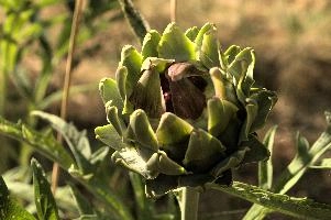 Artichoke,  artichokes ripening in tuscan kitchen garden