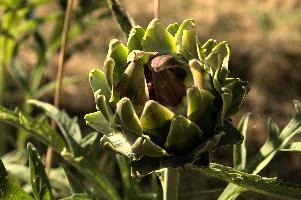 Artichoke,  artichokes ripening in tuscan kitchen garden