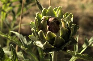 Artichoke,  artichokes ripening in tuscan kitchen garden