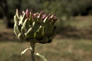 Artichoke, null