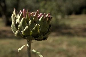 Artichoke, null