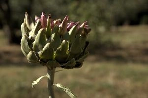 Artichoke, null