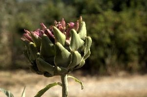 Artichoke, null
