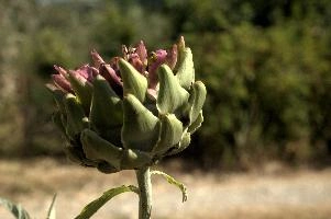Artichoke, null