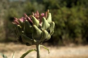 Artichoke, null