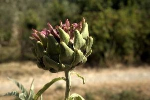 Artichoke, null