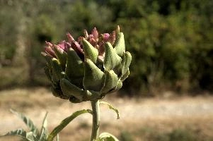 Artichoke, null