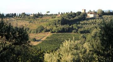 Agricultural landscape with vineyards and olives in Montespertoli, Florence in Tuscany, mediterranean, europe, florence, tuscany, italy