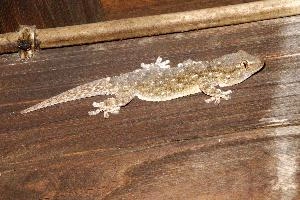 Mediterranean house gecko (Hemidactylus turcicus) in Tuscany, tuscany, vertebrate, italy, predator, europe, flash, outdoors, lizard, night, gecko, pads, wildlife, sticky, reptile, climbing, animal, mediterranean, turcicus, roof, close-up, hemidactylus, house, nature