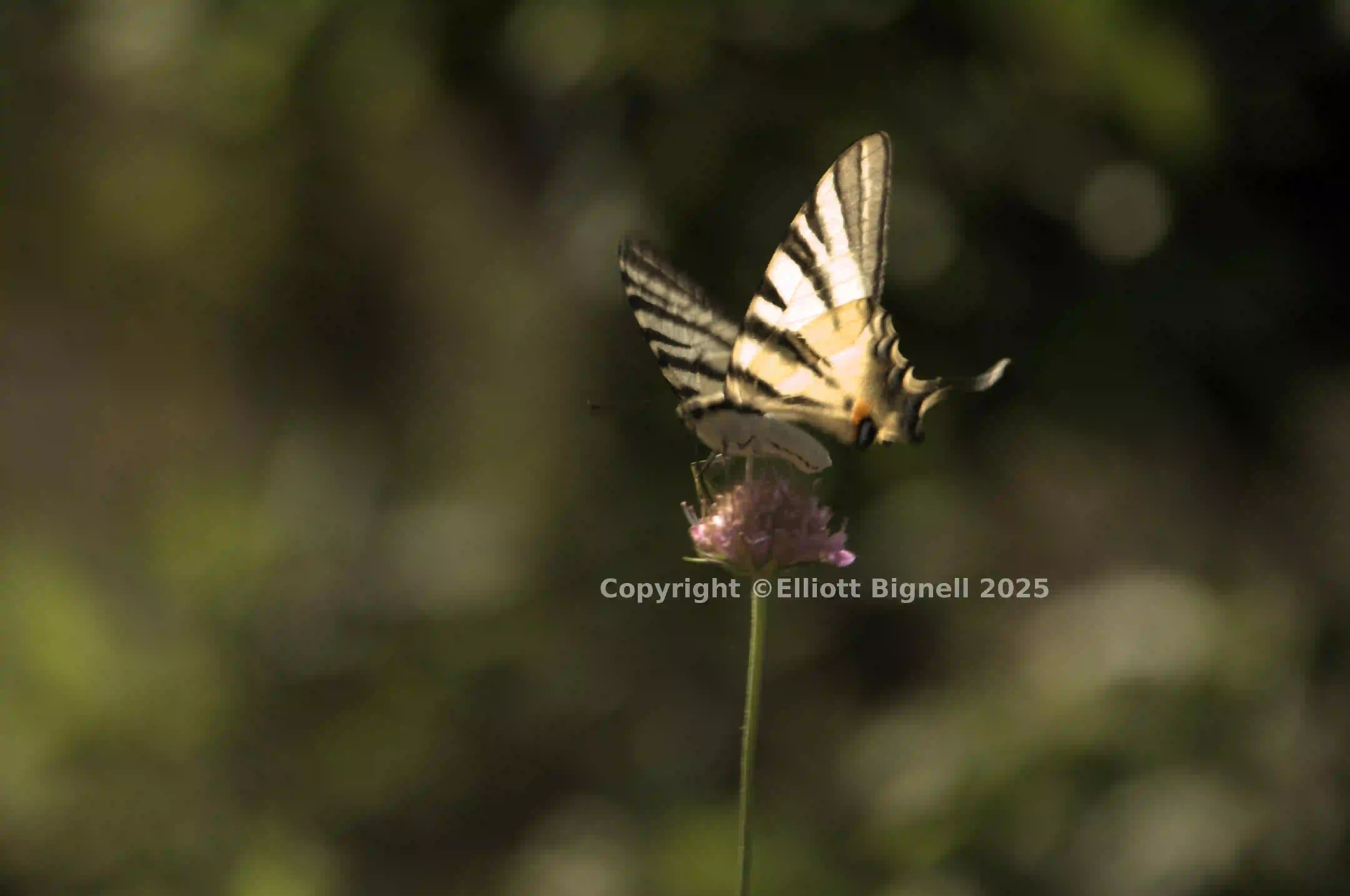 dsd_012370.jpg