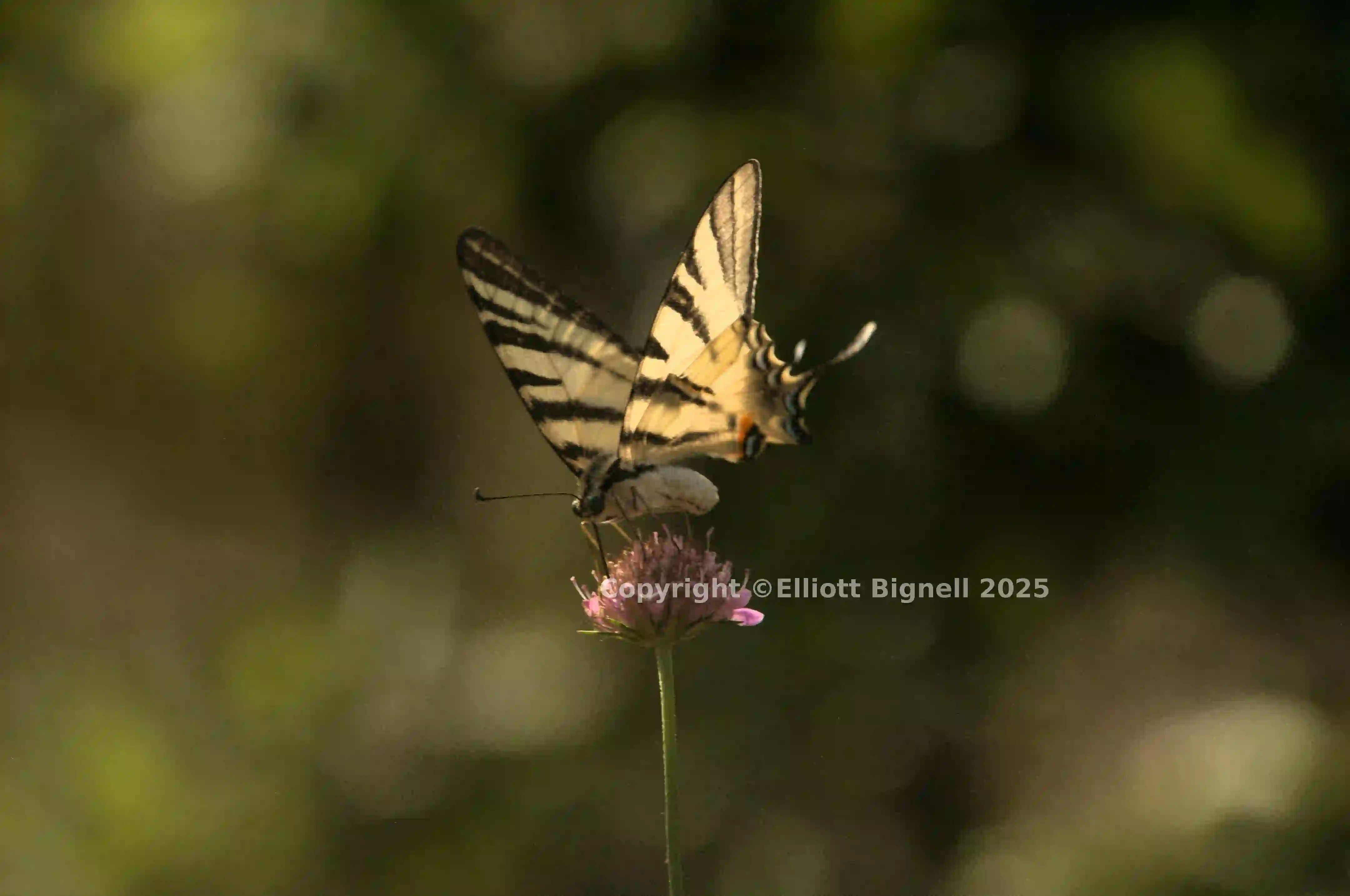 dsd_012372.jpg