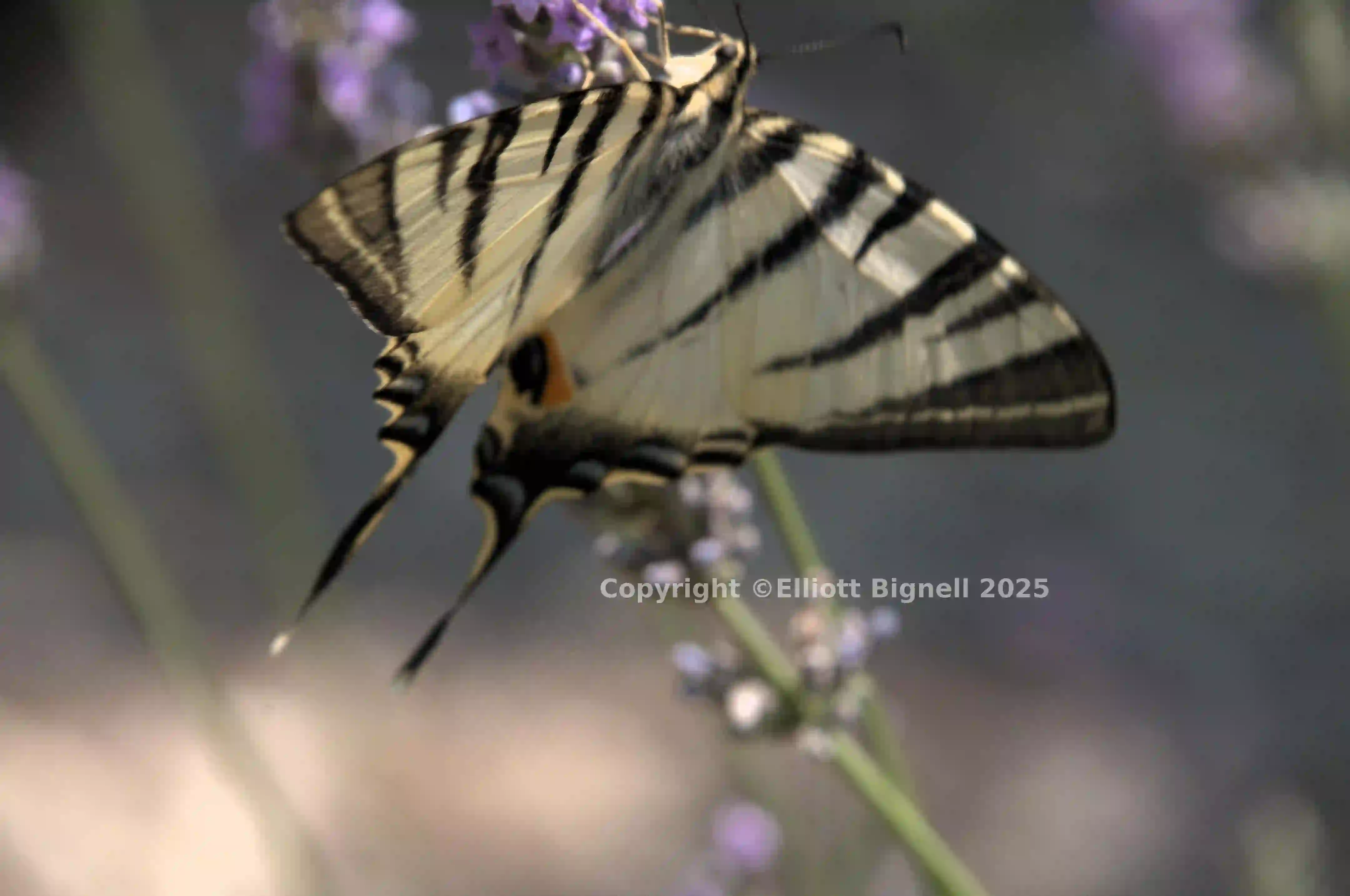 dsd_015200.jpg