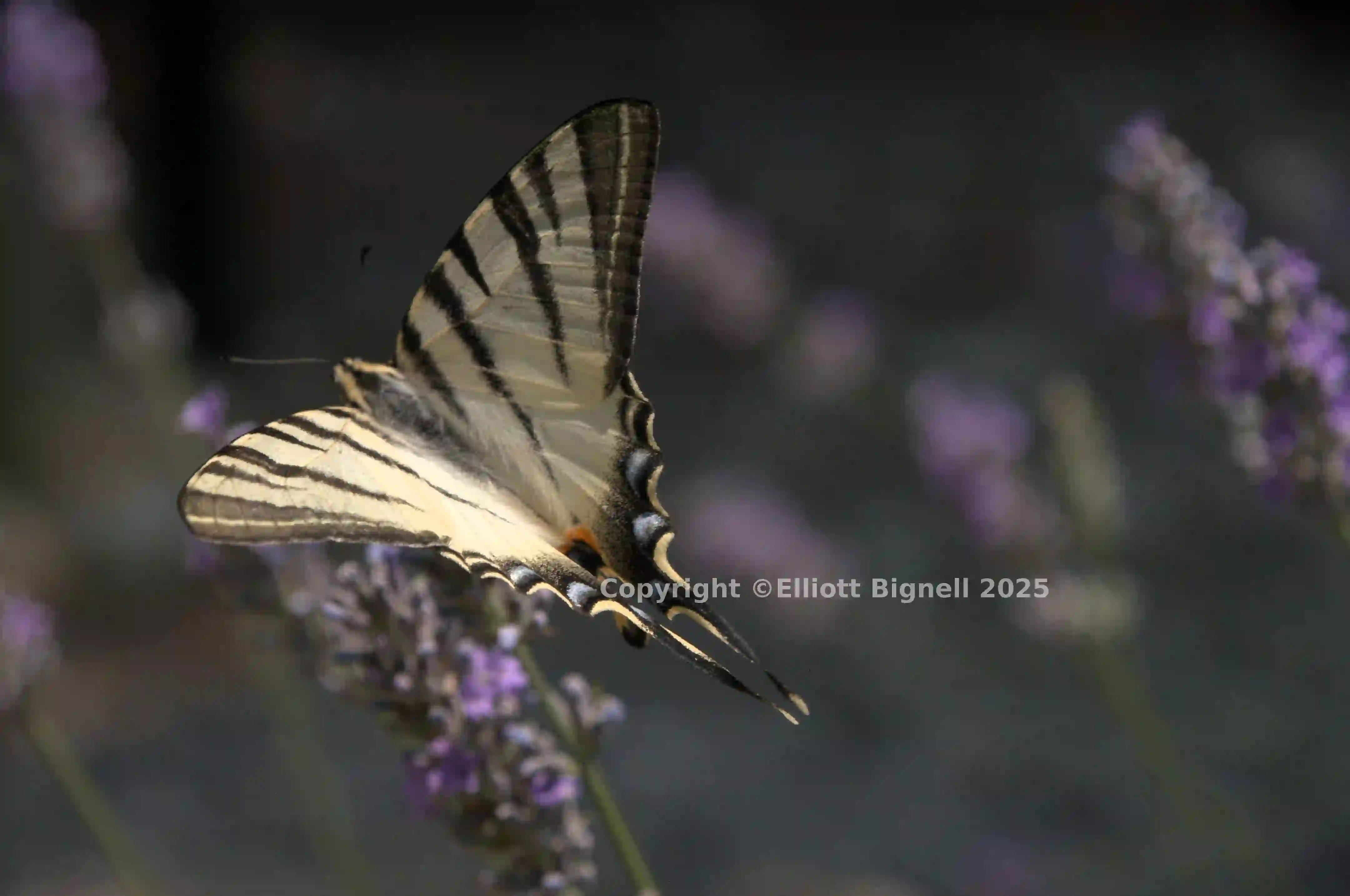 dsd_015204.jpg