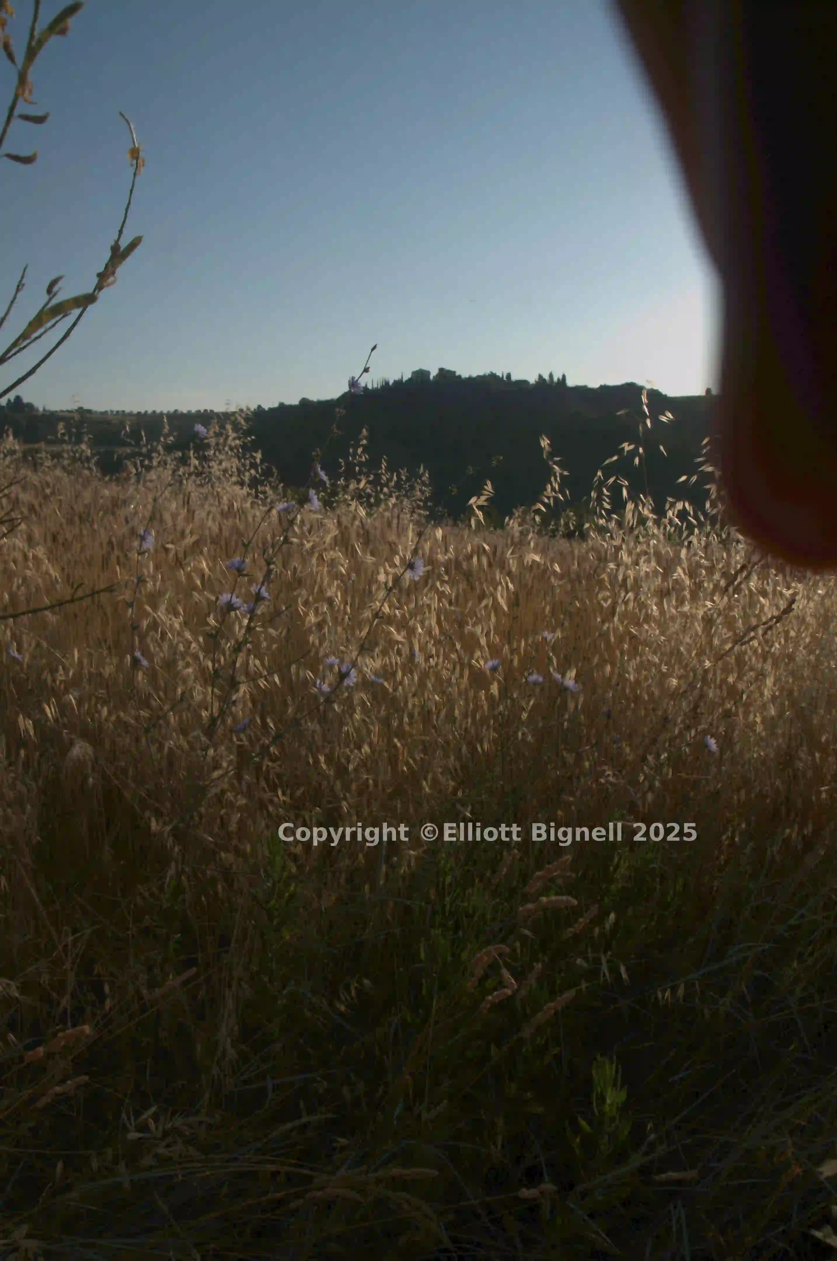 dsd_016389.jpg