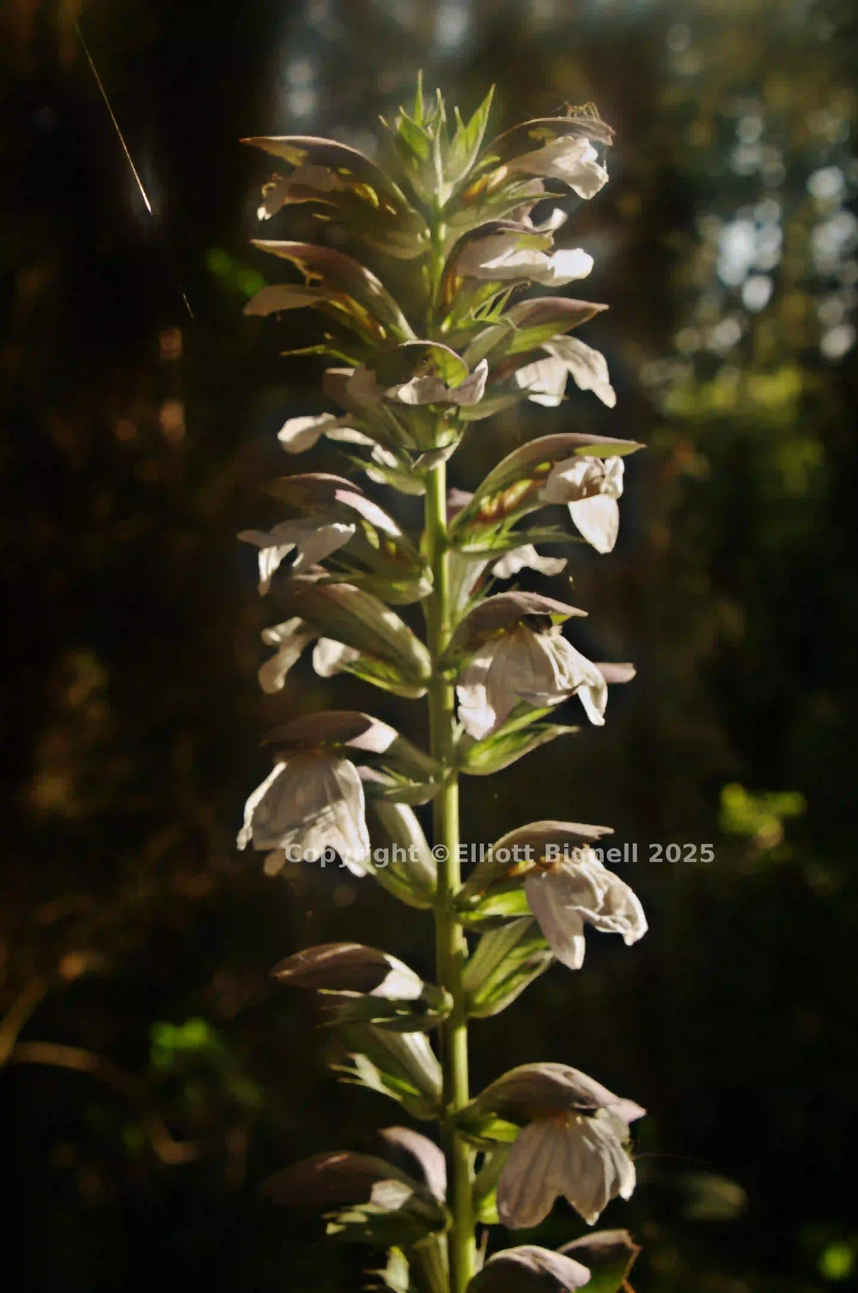 dsd_016706_.jpg