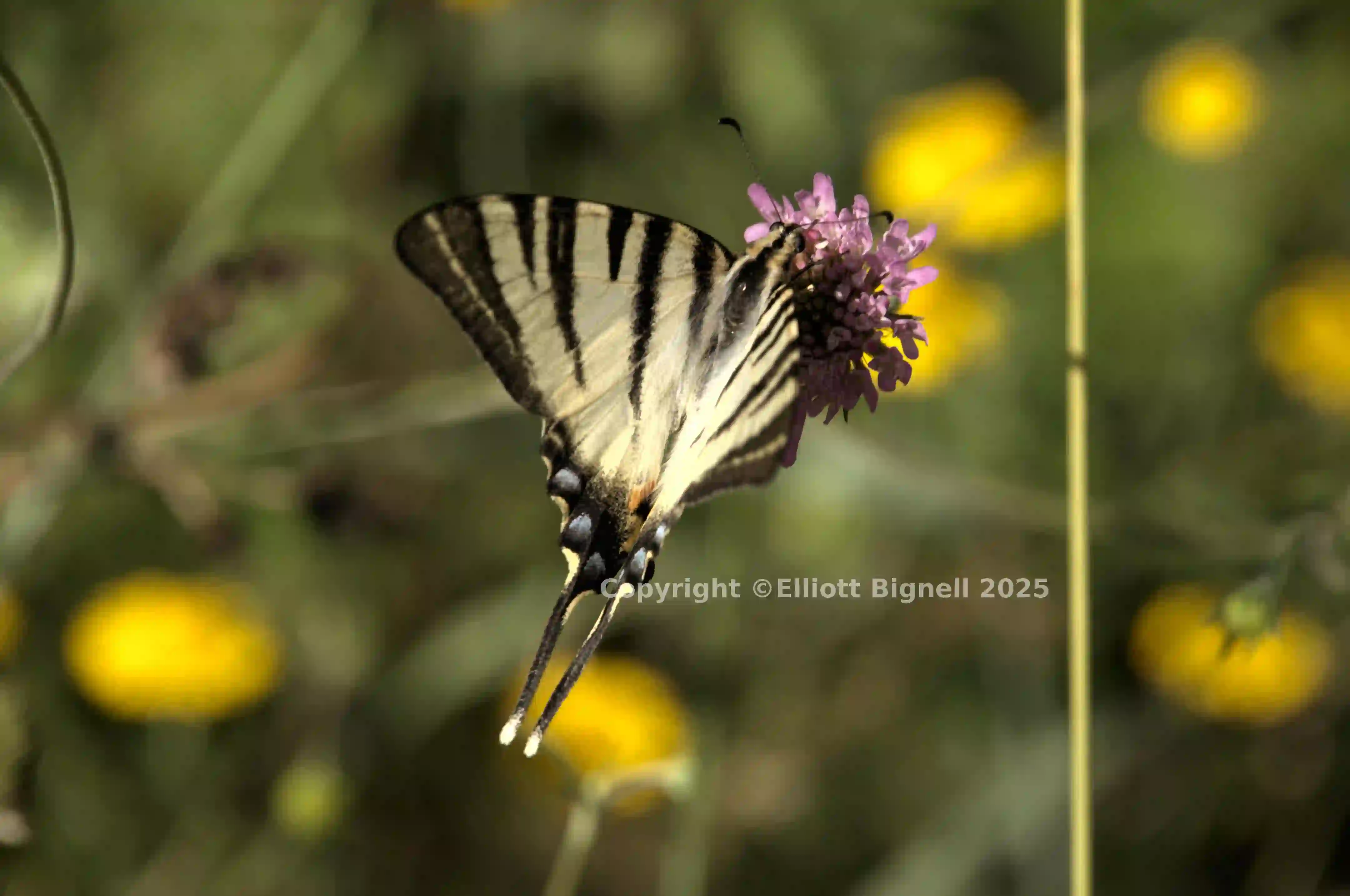 dsd_017668.jpg