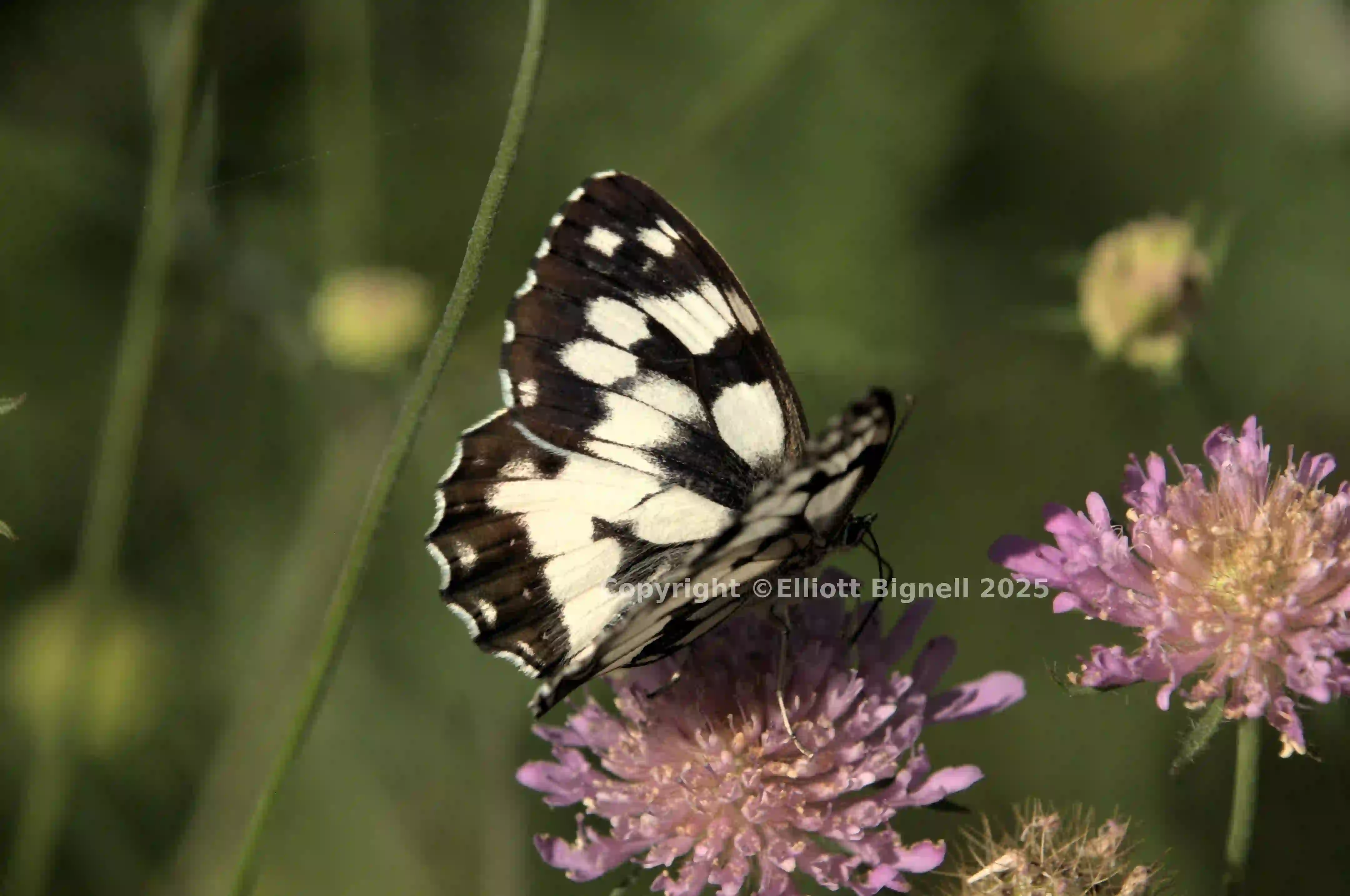 dsd_017715.jpg