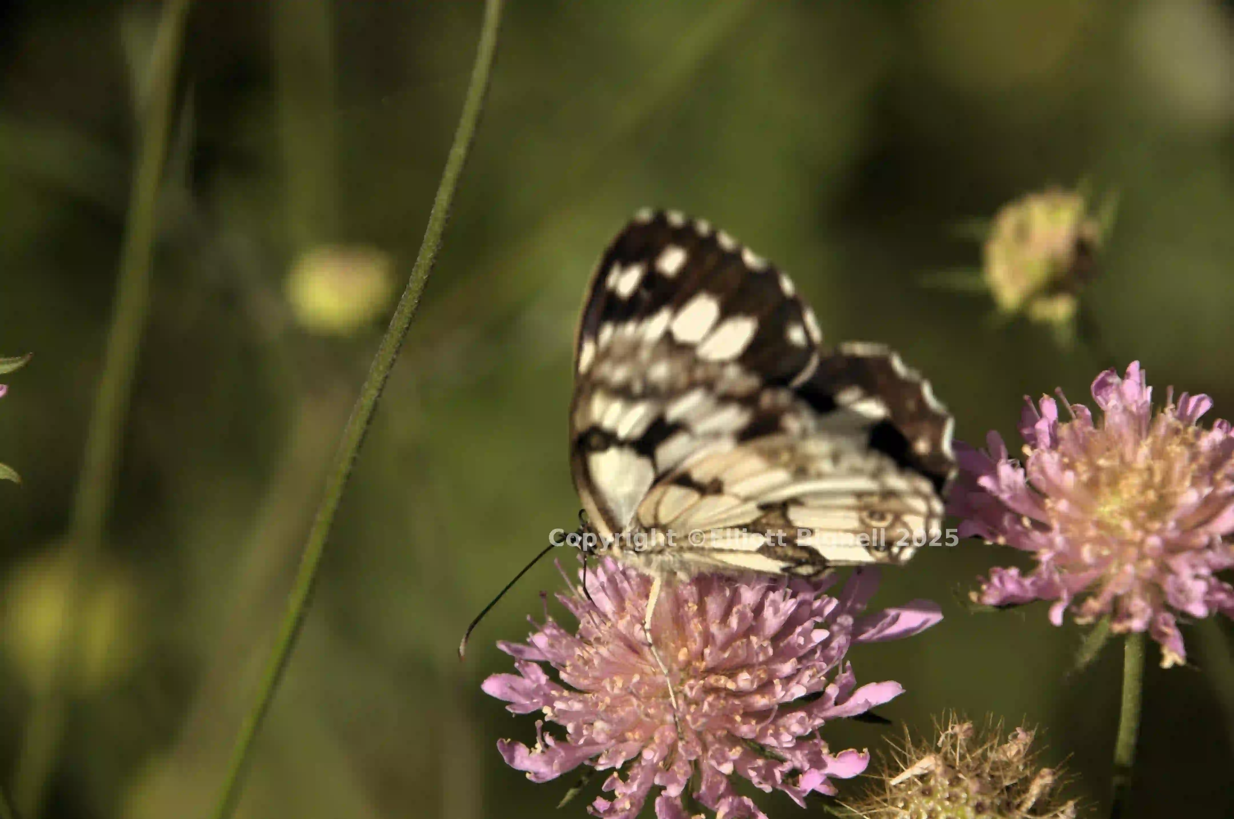 dsd_017720.jpg