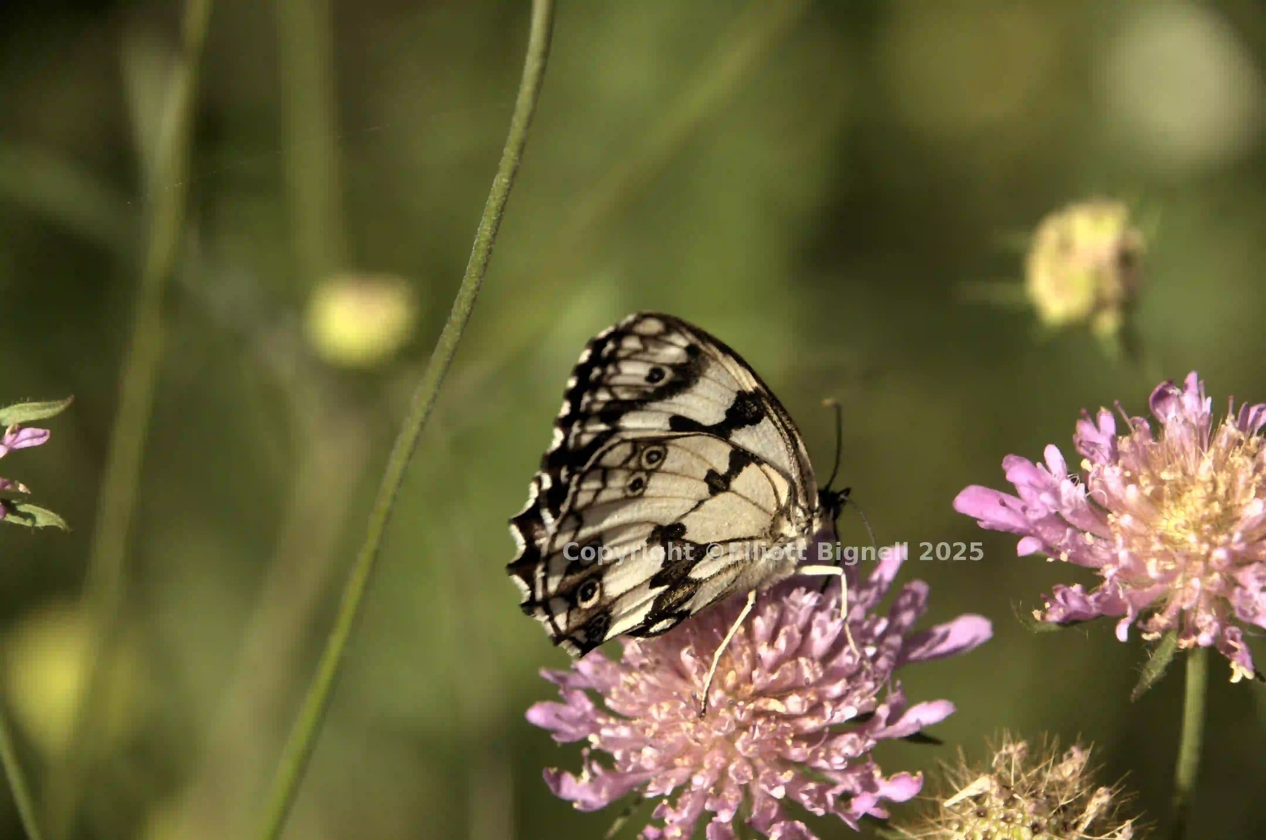 dsd_017730.jpg