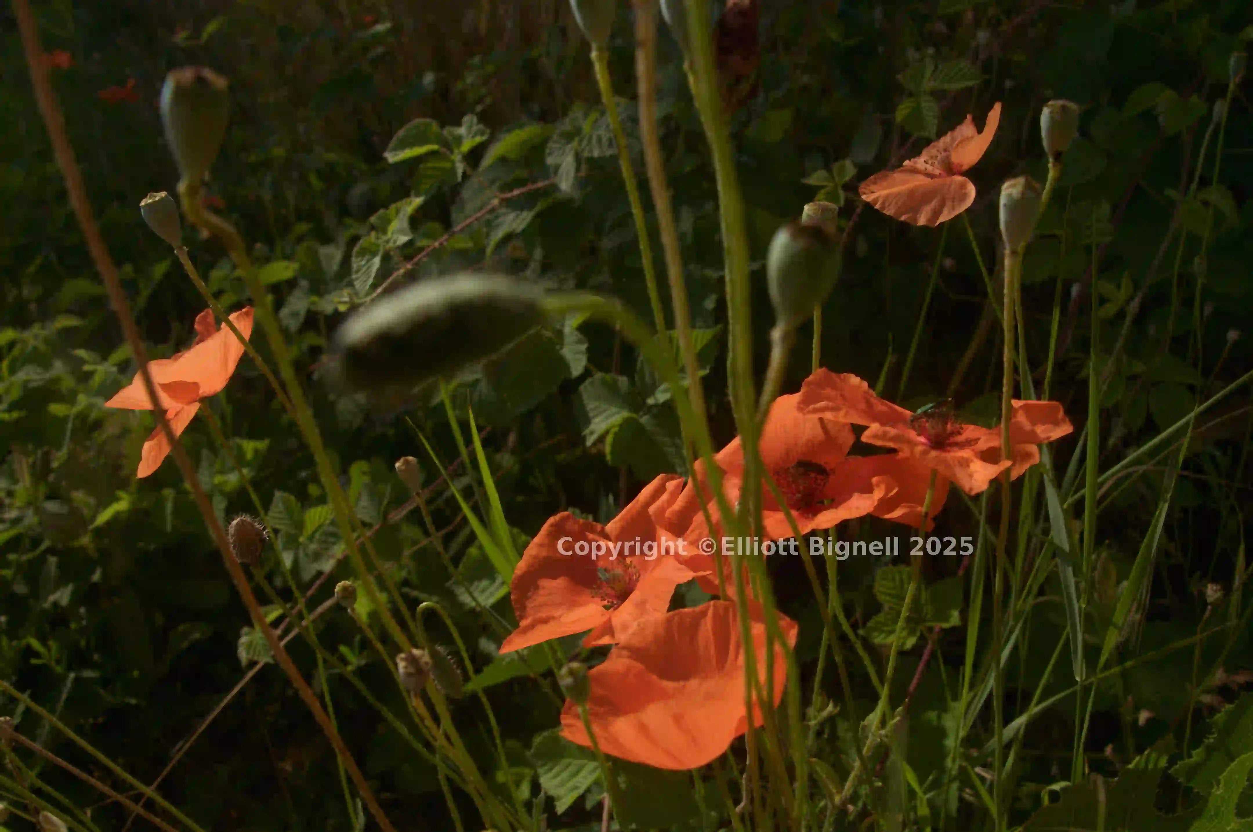 dsd_017898.jpg
