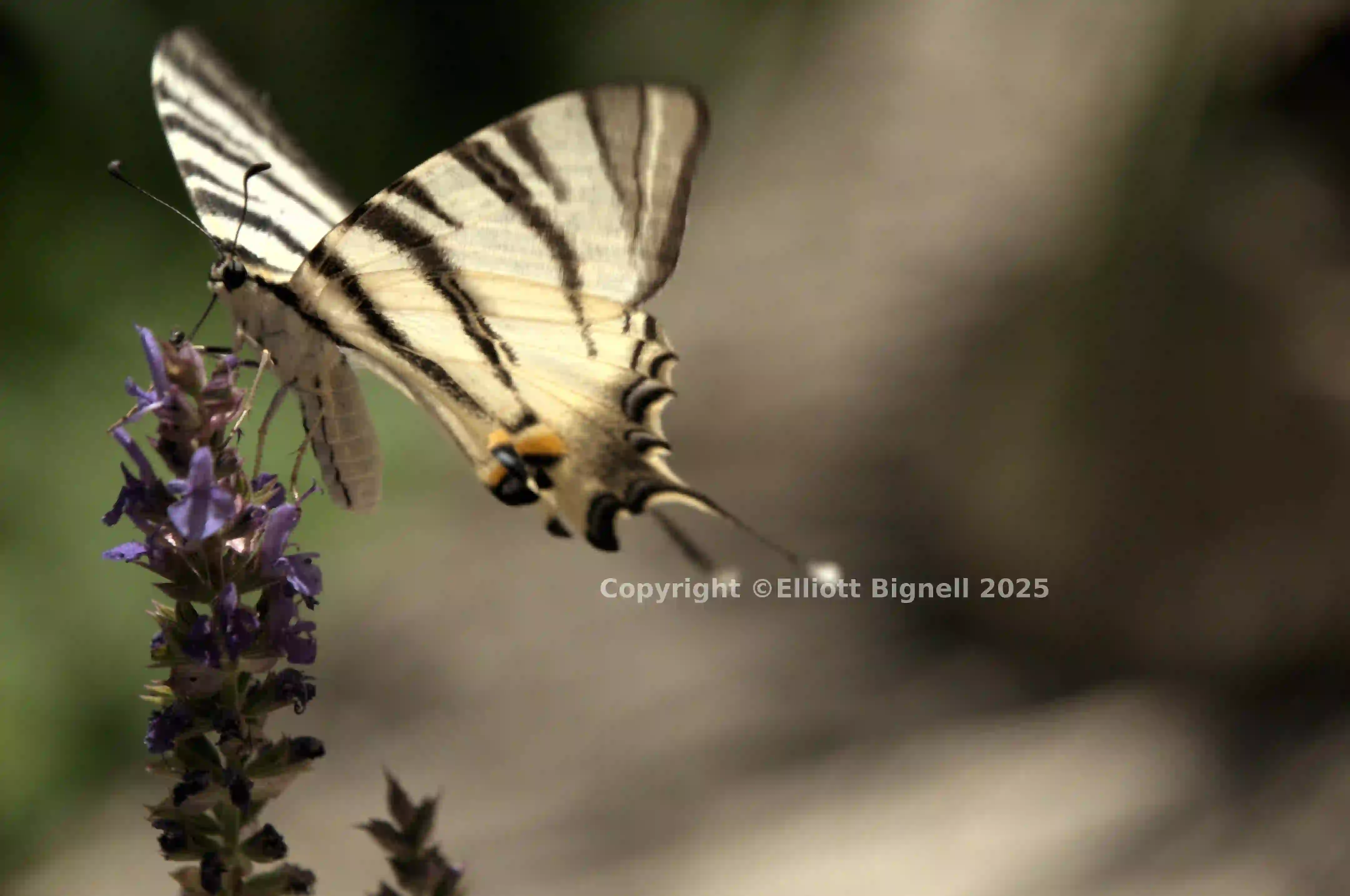 dsd_018234.jpg