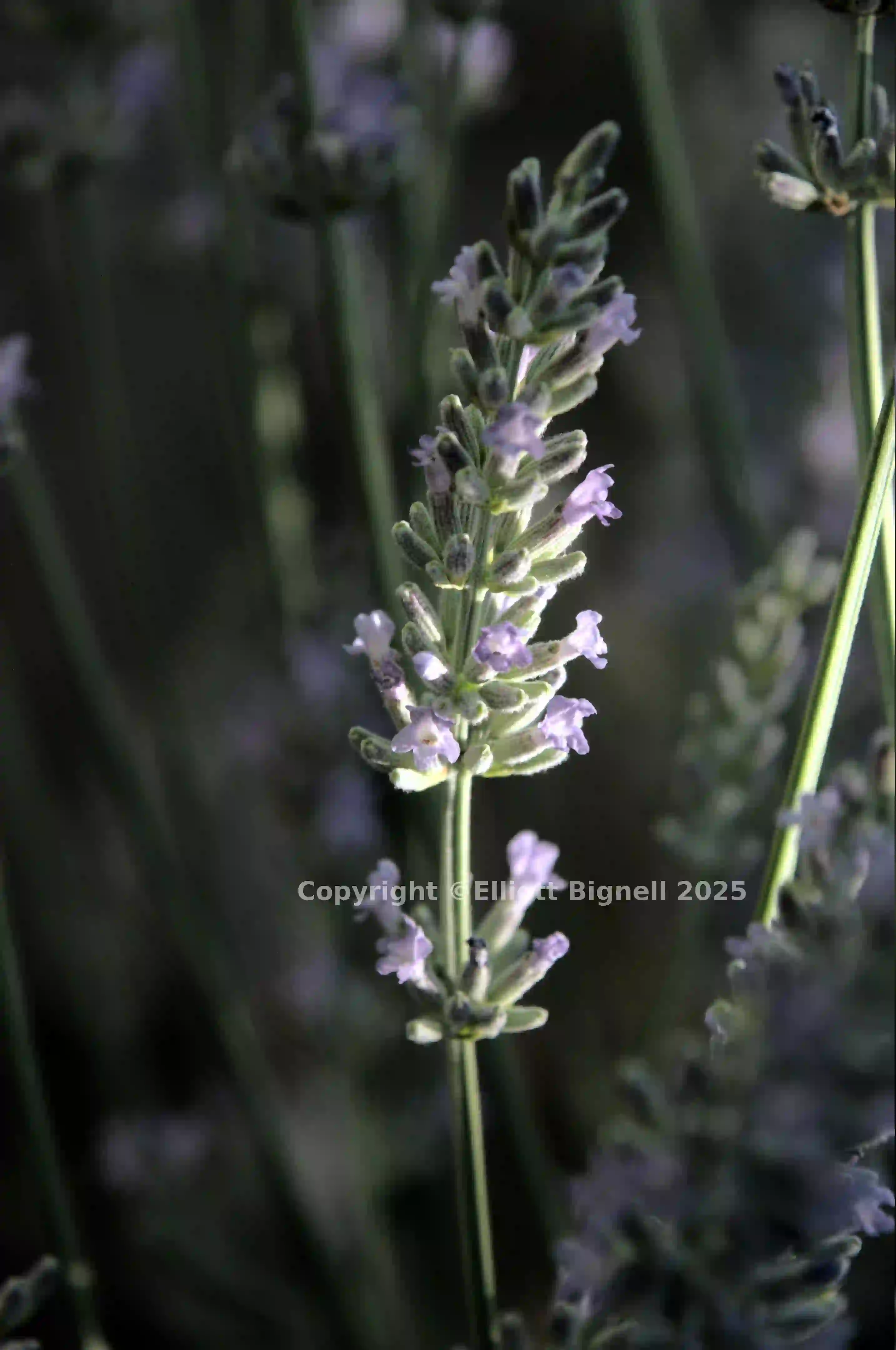 dsd_018459.jpg