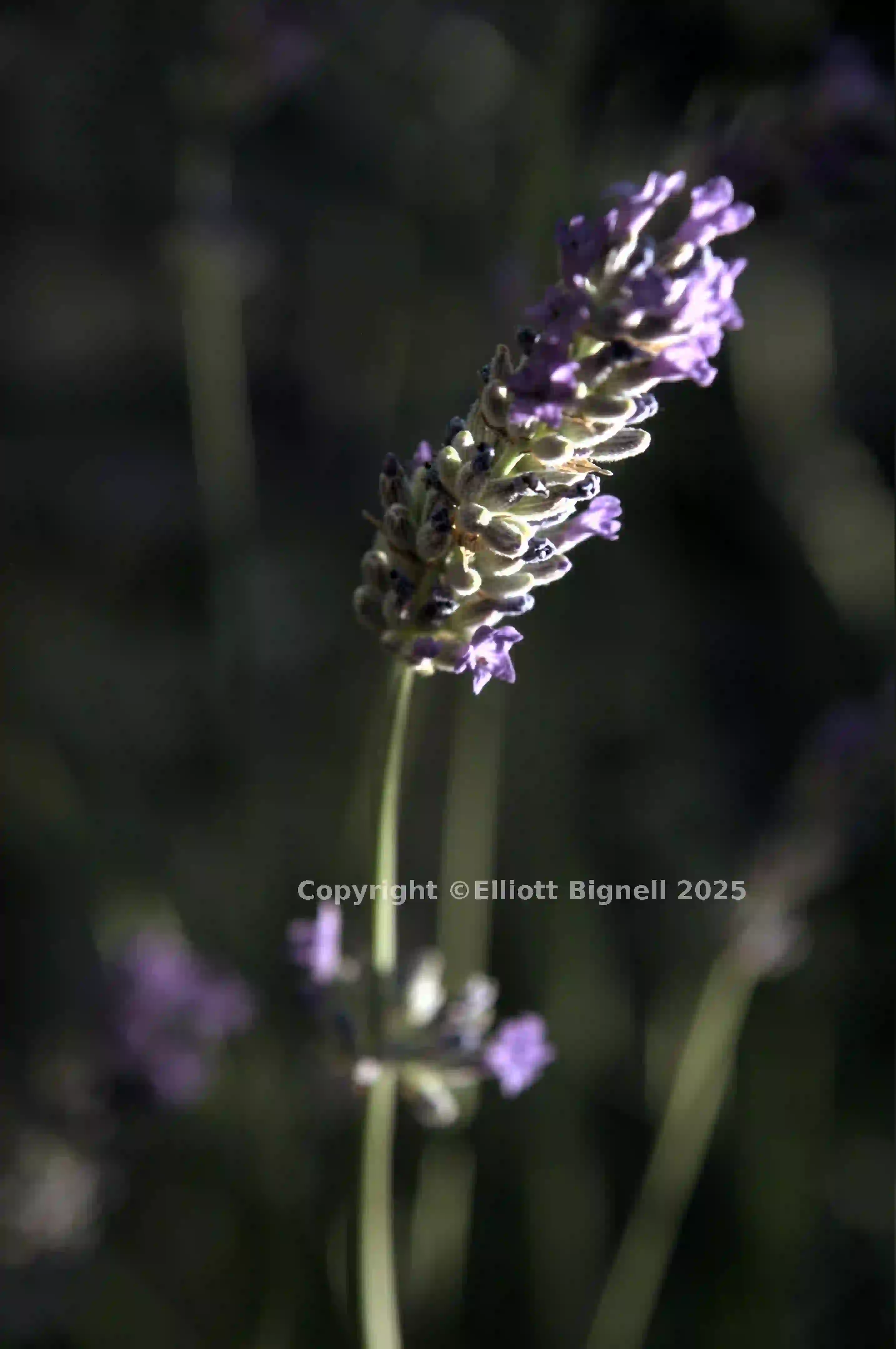 dsd_018498.jpg